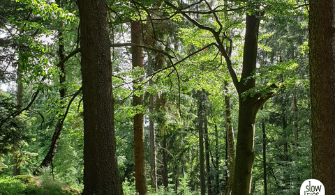 Der Wald ruft: Waldbaden im Strudengau - Waldbaden und Kunst